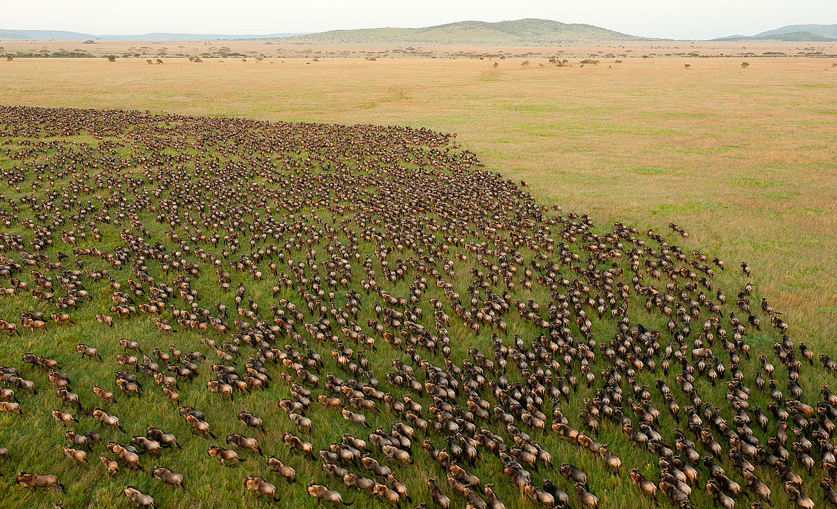 Serengeti and Ngorongoro Safari