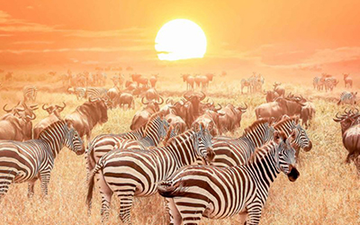 Unforgettable Tanzania Safaris