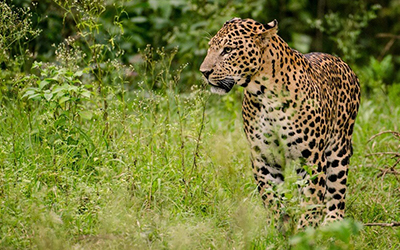 Unforgettable Tanzania Safaris