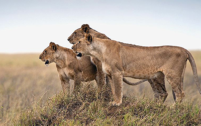 Unforgettable Tanzania Safaris