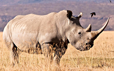 Tanzania Tours and Safaris Unforgettable Tanzania Safaris