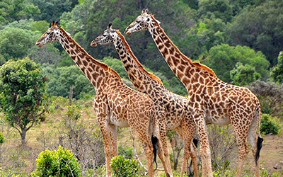 Tanzania Tours and Safaris Unforgettable Tanzania Safaris