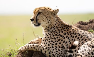 Day Serengeti Safari from Arusha