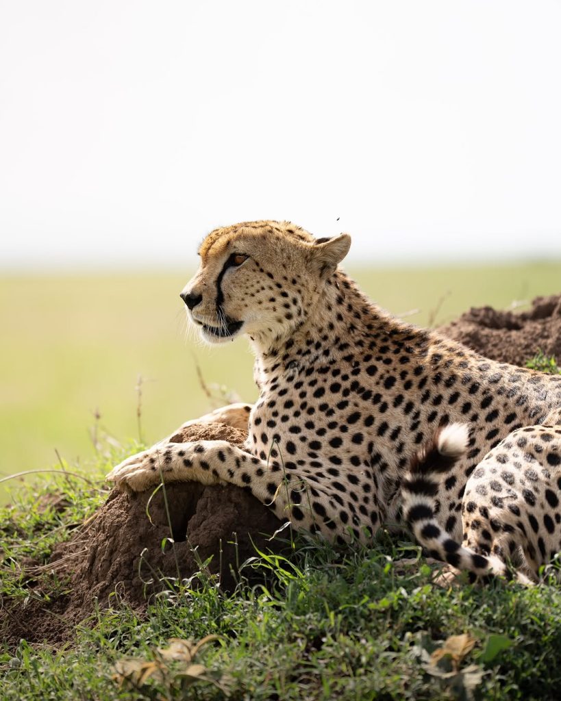 Day Serengeti Safari from Arusha
