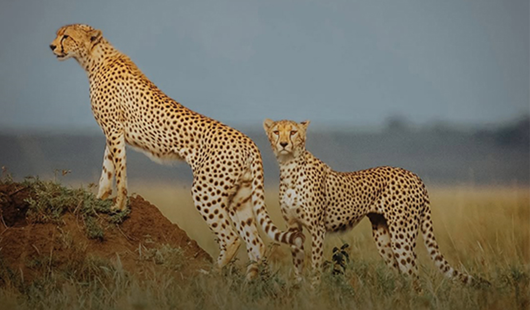 Day Serengeti Safari from Arusha
