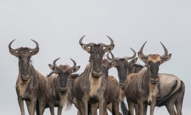 3-Day Serengeti Safari Cost