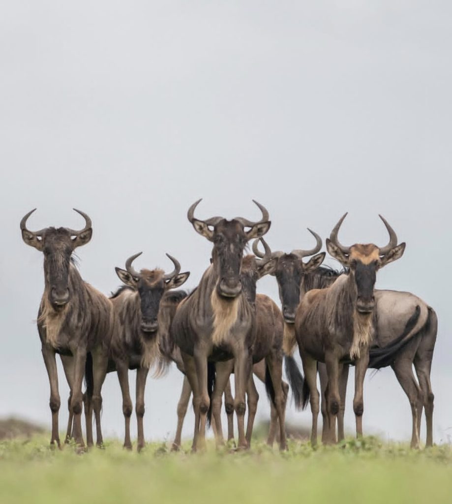 3-Day Serengeti Safari Cost