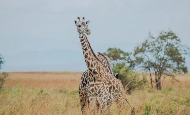 Arusha to Tarangire National Park