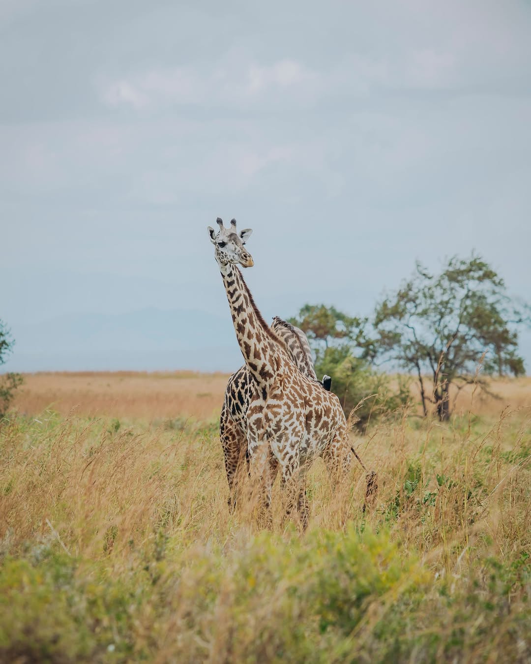 Arusha to Tarangire National Park